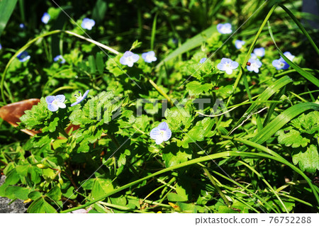 波斯Speedwell 76752288