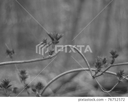 nature nature 76752572