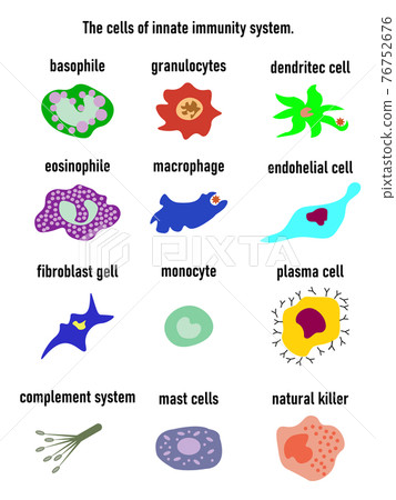 Cells of innate immune system, Natural killer, granulocytes,dentritec call,eosinophile,macrophande,endohelial cell,fibroblast gell,monocyte,plasma cell,complement system,mast cells,natural k Cells of innate immune system, Natural killer, granulocytes,dentritec call,eosinophile,macrophande,endohelial cell,fibroblast gell,monocyte,plasma cell,complement system,mast cells,natural k 76752676