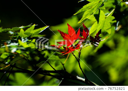 Autumn leaves of one leaf Autumn leaves of one leaf 76752821