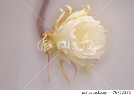 夜之女王綻放 夜之女王綻放 76752826