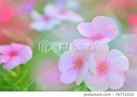Daily grass in the flowerbed Daily grass in the flowerbed 76752828