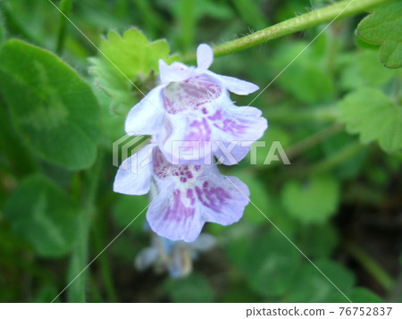 Oyster flower flowers Oyster flower flowers 76752837