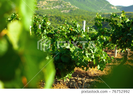 Rows of grapes growing in a vineyard Rows of grapes growing in a vineyard 76752992