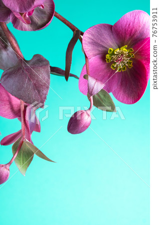 Bright flowers on a blue background. Burgundy varietal hellebore. Copy Bright flowers on a blue background. Burgundy varietal hellebore. Copy 76753911