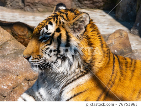 Bengal tiger looks around in search of prey, head of bengal tiger close-up Bengal tiger looks around in search of prey, head of bengal tiger close-up 76753963