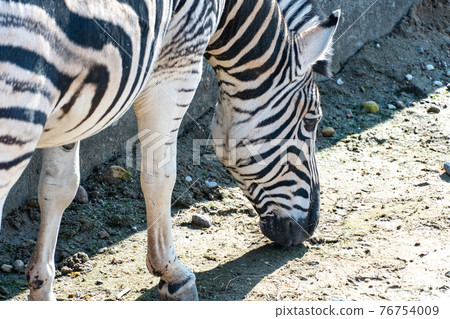 Zebra sniffs sand in the pasture, animal zebra eats sand close-up 76754009