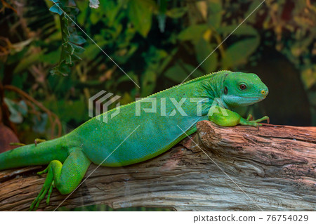 A small green day gecko sit on the branch. Reptile Phelsuma breathes under the bright sun in the jungle. 76754029