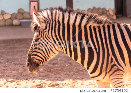 Zebra head close up in sunlight at sunset, hoofed animal striped zebra Zebra head close up in sunlight at sunset, hoofed animal striped zebra 76754102