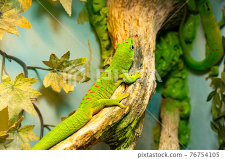 Small green and yellow Madagascar day gecko sit on the branch close-up. Reptile Phelsuma breathes under the bright sun in the jungle. 76754105