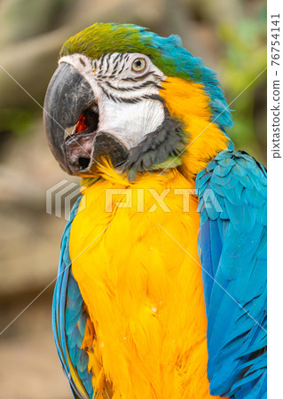 Big ara parrot with huge beak opened its beak and makes sounds. Blue-yellow macaw parrot close-up Big ara parrot with huge beak opened its beak and makes sounds. Blue-yellow macaw parrot close-up 76754141