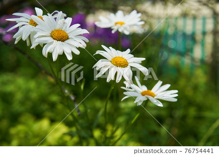 Chamomile flowers on a meadow in summer Chamomile flowers on a meadow in summer 76754441