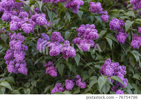 Purple lilac blossoms with green leaves. Floral pattern. Lilac background texture. Lilac wallpaper Purple lilac blossoms with green leaves. Floral pattern. Lilac background texture. Lilac wallpaper 76754786