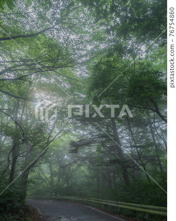 Road in the forest Road in the forest 76754860