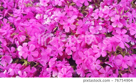 Moss phlox blooming in April Moss phlox blooming in April 76754904
