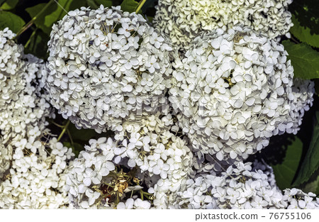 Hydrangea macrophylla known as bigleaf, French or mophead hydrangea, penny mac and hortensia 76755106