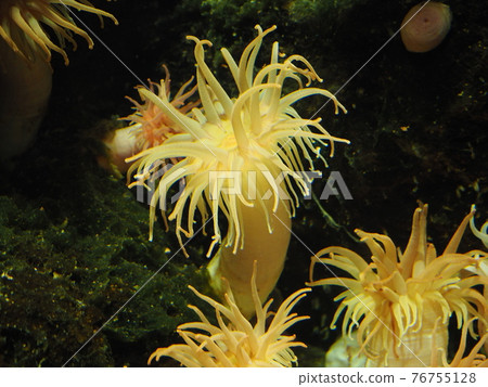 Sea anemone in the aquarium 76755128