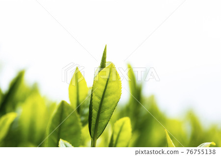 New tea close-up 76755138