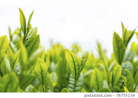 New tea close-up 76755139