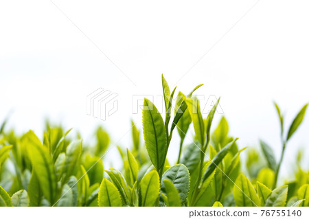 新茶特寫 76755140