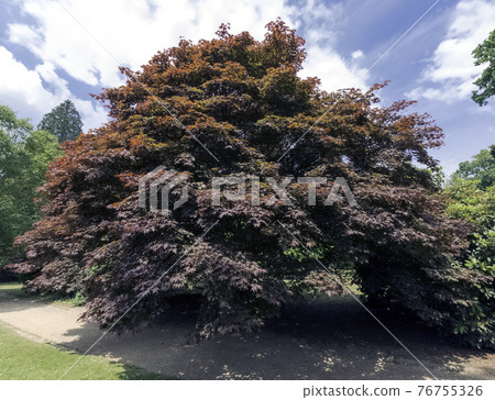 English autumn in Sheffield Park, Uckfield, United Kingdom 76755326
