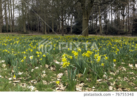 Spring with yellow daffodils in the forest 76755348