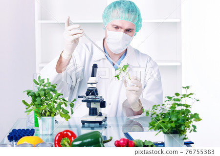 Researcher with GMO plants 76755383