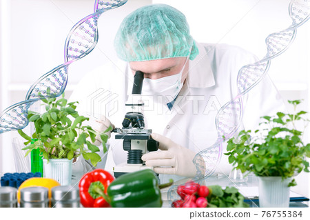 Researcher with GMO plants 76755384