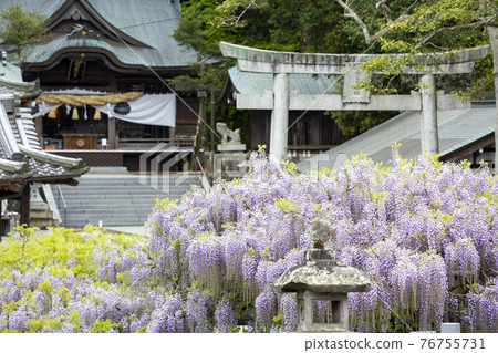 The wisteria of Nishikanta Shrine The wisteria of Nishikanta Shrine 76755731