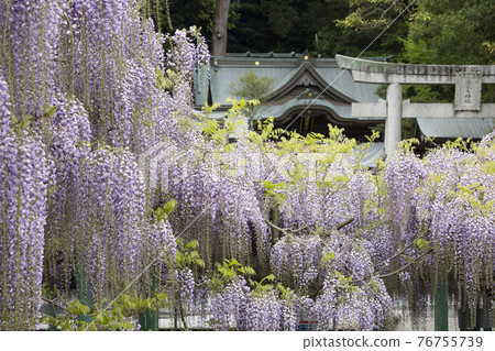The wisteria of Nishikanta Shrine The wisteria of Nishikanta Shrine 76755739