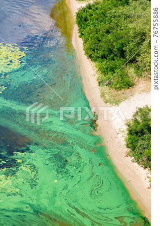 On the sandy shore, on the surface of the river, there is a thick veil of blue-green algae. Copy space. 76755886