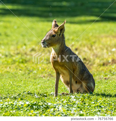 Patagonian Mara, Dolichotis patagonum are large relatives of guinea pigs 76756766