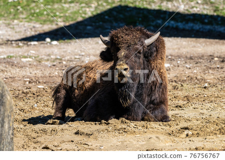 American buffalo known as bison, Bos bison in the zoo American buffalo known as bison, Bos bison in the zoo 76756767