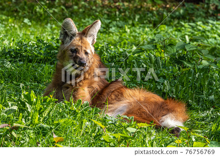The Maned Wolf, Chrysocyon brachyurus is the largest canid of South America The Maned Wolf, Chrysocyon brachyurus is the largest canid of South America 76756769