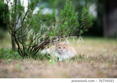 white beige cat resting under rosemary bush outdoors 76756885