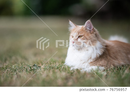 maine coon cat resting on lawn in garden 76756957
