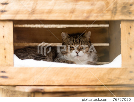 tired cat resting in wooden fruit crate tired cat resting in wooden fruit crate 76757030