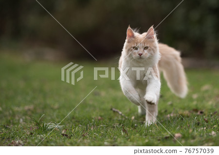young maine coon cat running on green grass young maine coon cat running on green grass 76757039