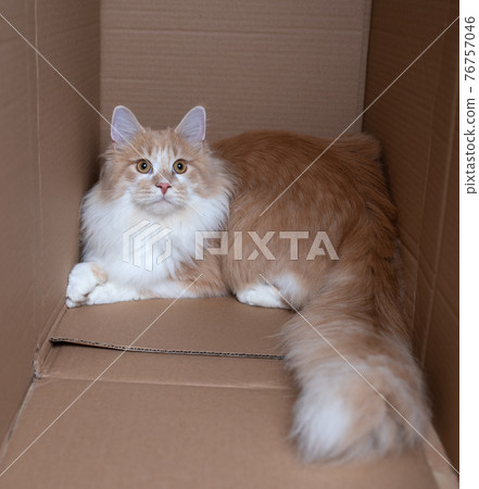 longhair cat resting in cardboard box longhair cat resting in cardboard box 76757046