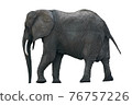 Side view of African Elephant isolated on a white background without shadows. PNG file with transparent background. 76757226