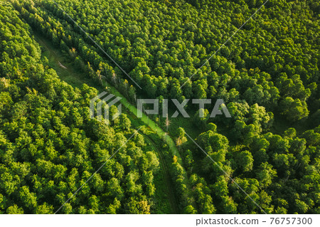 Belarus. Aerial View Of Green Small Bog Marsh Swamp Wetland In Green Forest Landscape In Summer Day. High Attitude View. Forest Lane In Bird's Eye View 76757300