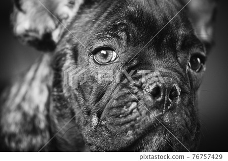 Close Up Portrait Of Young Black French Bulldog Dog Puppy. Funny Dog Baby With Beautiful Black Snout Eyes Bulldog Puppy Dog. Adorable Sad Bulldog Puppy. Black And White Colors Photo Close Up Portrait Of Young Black French Bulldog Dog Puppy. Funny Dog Baby With Beautiful Black Snout Eyes Bulldog Puppy Dog. Adorable Sad Bulldog Puppy. Black And White Colors Photo 76757429