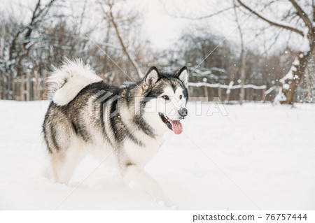 Alaskan Malamute Walking Outdoor In Snow Snowdrift. Winter Season Alaskan Malamute Walking Outdoor In Snow Snowdrift. Winter Season 76757444
