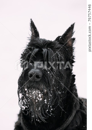 Portrait Of Young Black Giant Schnauzer Or Riesenschnauzer Dog At White Winter Snow Background Portrait Of Young Black Giant Schnauzer Or Riesenschnauzer Dog At White Winter Snow Background 76757446