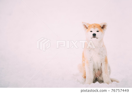 Beautiful Puppy Of Akita Dog Or Akita Inu, Japanese Akita Resting In Snow Snowdrift At Winter Day. Beautiful Puppy Of Akita Dog Or Akita Inu, Japanese Akita Resting In Snow Snowdrift At Winter Day. 76757449