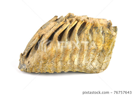 Mammoth tooth. Mammoth tooth. 76757643