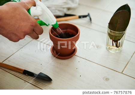 Close-up of female hands watering soil before transplanting a grown leaf from a transparent glass into a clay pot 76757876
