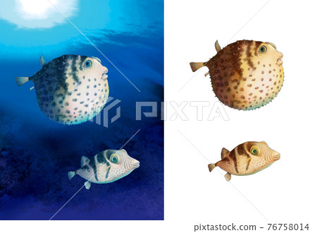 Detail of a puffer fish in the sea 76758014