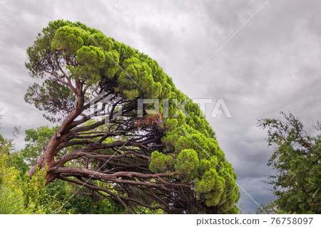 Green pine tree with long needles on a background of cloudy sky. Freshness, nature, concept. Pinus pinea 76758097