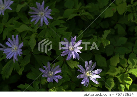 4 月相模原 210 Anemone pseudoaltaica，毛茛科，城山 Katakuri no Sato 76758634